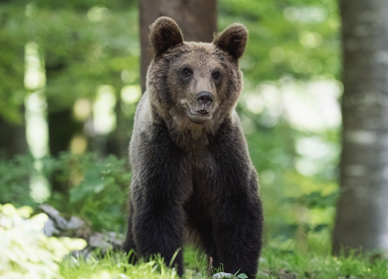 Jandarmii din Harghita, Solicitați de 28 de Ori pentru Alungarea Urșilor în Zona Locuită